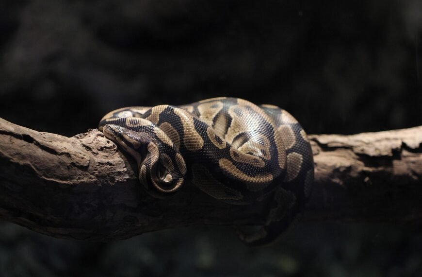 Pyton królewski czy jest groźny