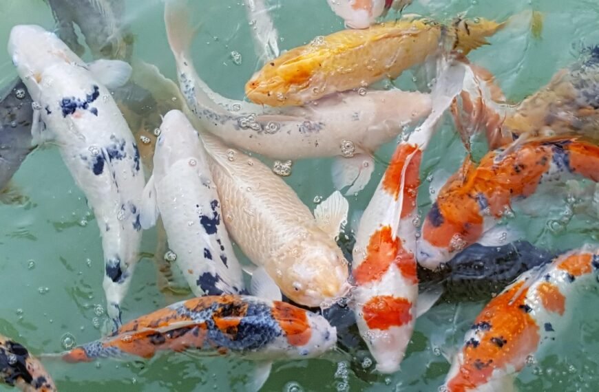 Jaka wędka na bolenia