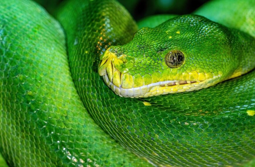 Pyton królewski czy jest jadowity