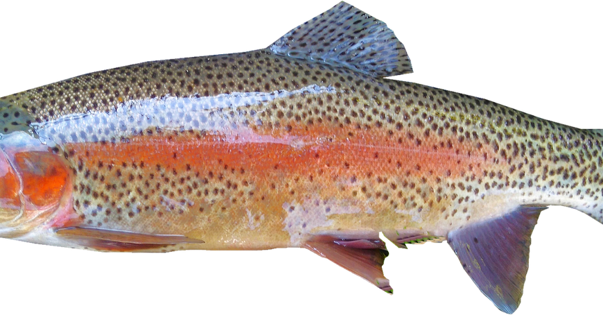 Jaka wędka na jezioro