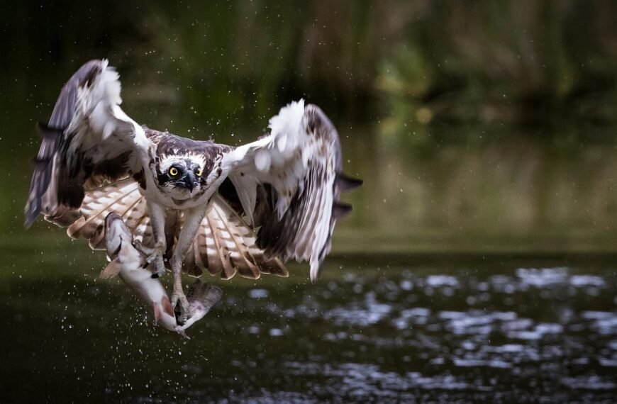 Jaka wędka na śledzie z kutra