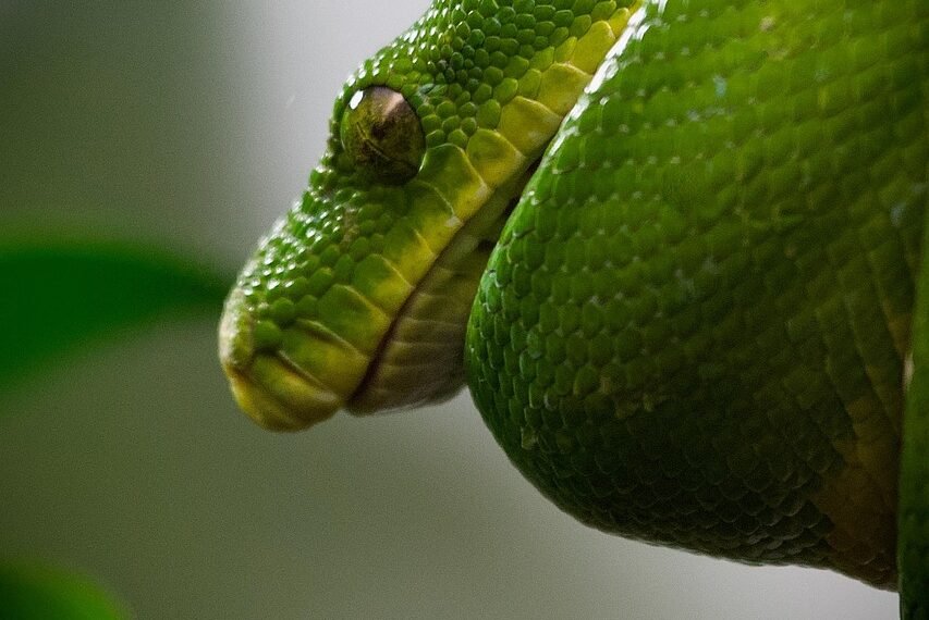 Pyton królewski ile rośnie