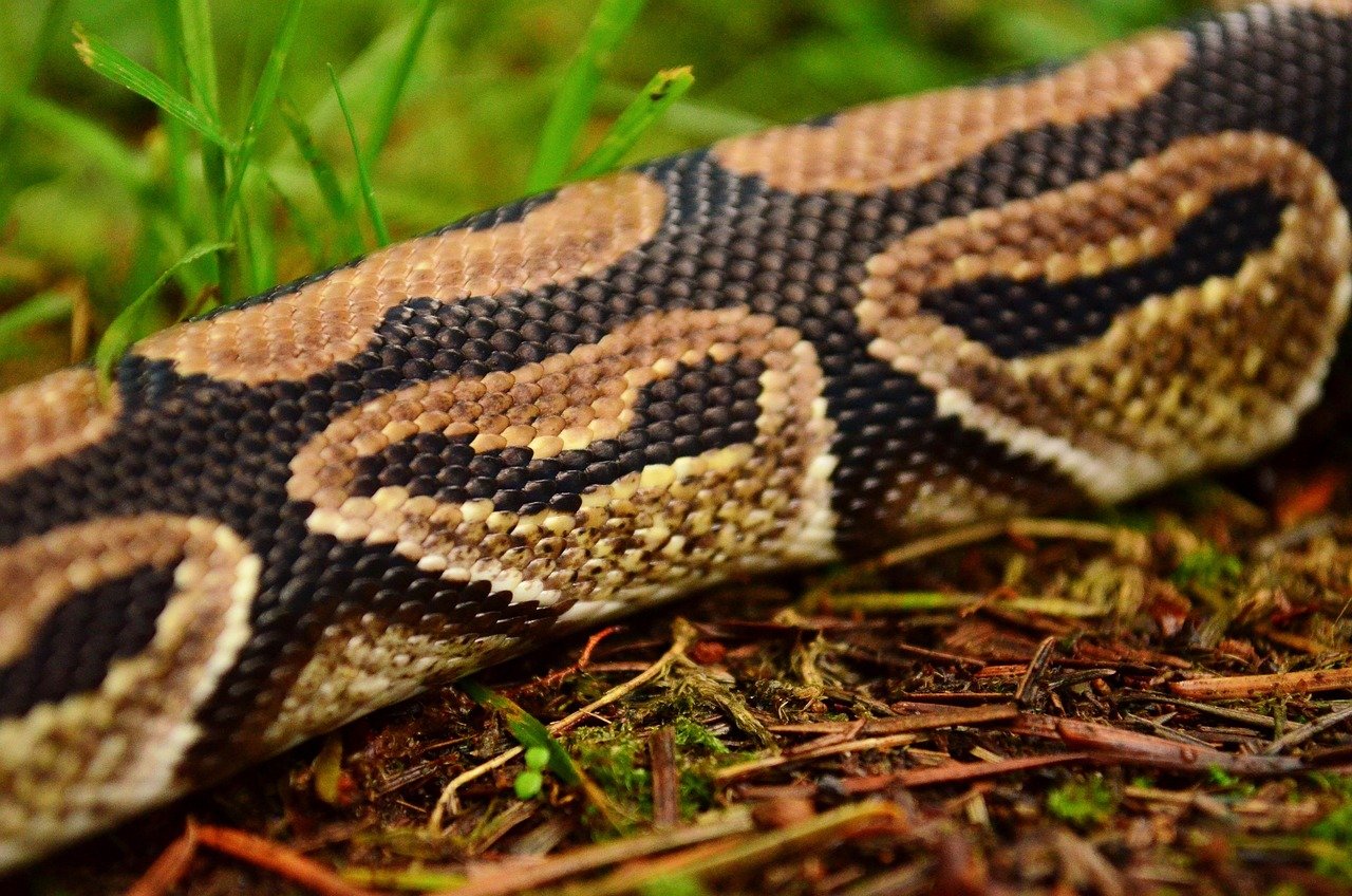 Gdzie żyje pyton królewski