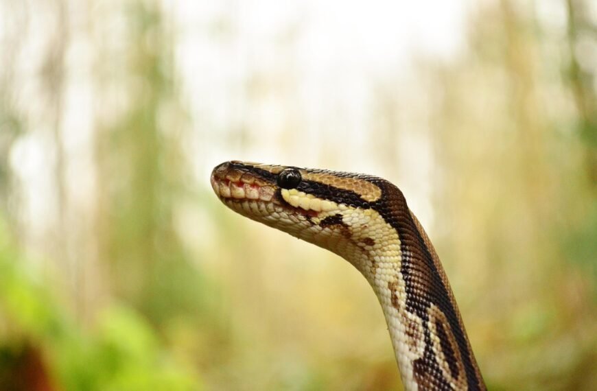 Pyton królewski co ile karmić