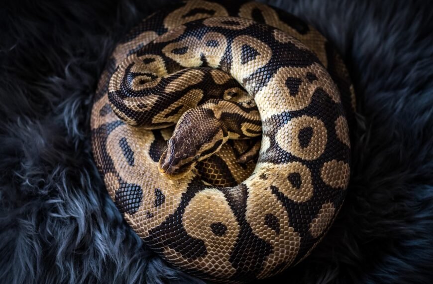 Ile żyje pyton królewski w domu