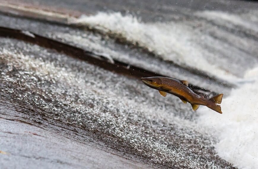 Jaka wędka na start